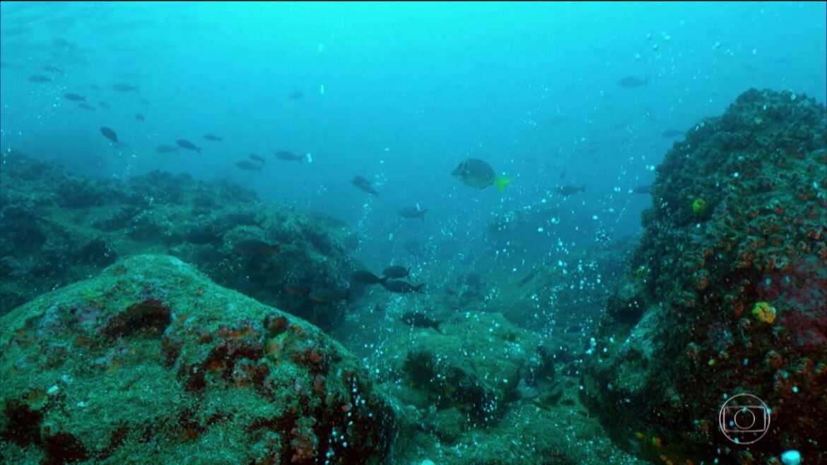 e-#fato:-cientistas-registram-primeira-infeccao-em-humanos-de-‘virus-marinho’-que-pode-causar-cegueira