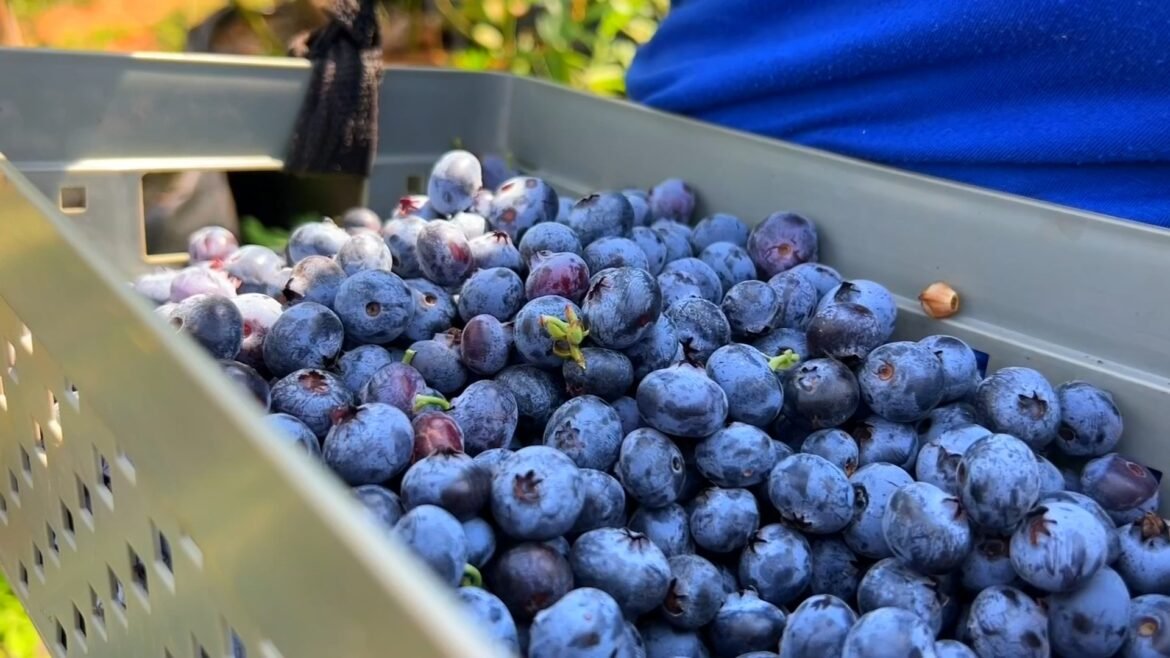 veja-dicas-de-producao-de-mirtilo-|-g1