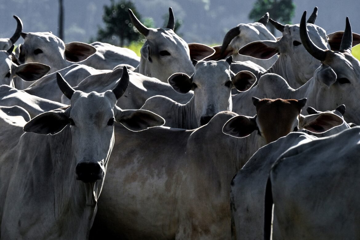 agro-brasileiro-abre-mercados-para-29-produtos-em-9-paises-nos-primeiros-dias-de-abril-|-g1