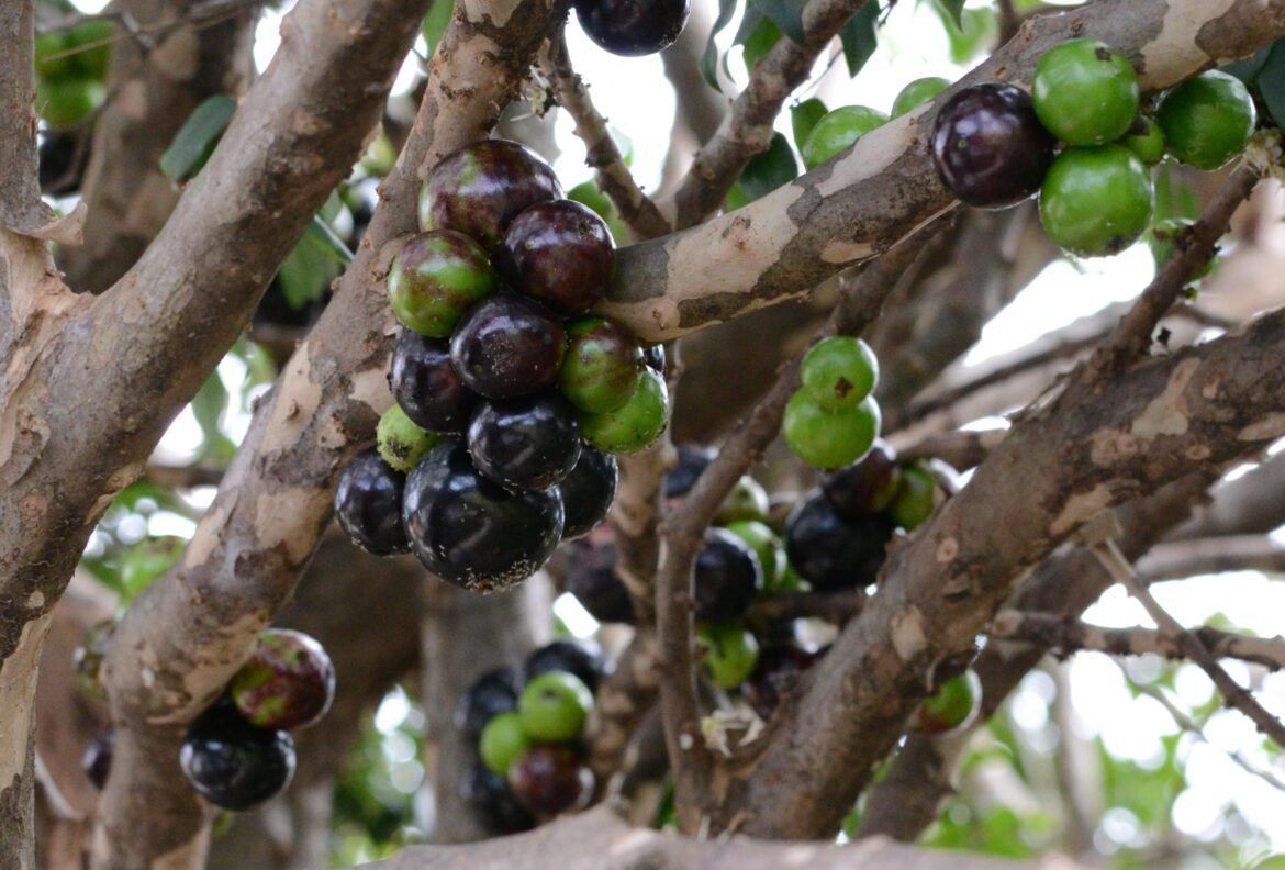 por-que-a-jabuticaba-sempre-aparece-entre-as-melhores-frutas-do-mundo?-veja-o-que-ela-tem-de-especial-|-g1