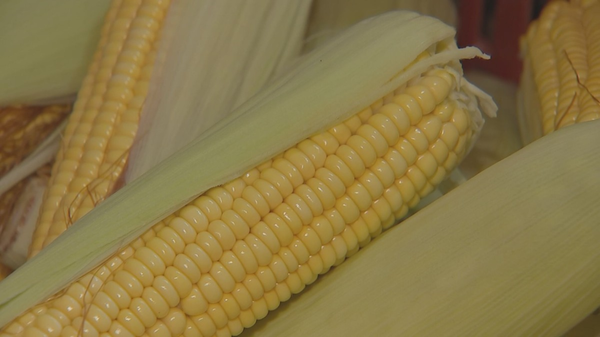 milho-impulsiona-tradicao-e-economia-em-capela-do-alto-|-g1