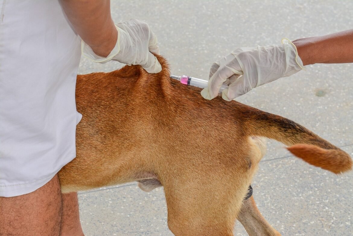 prefeitura-intensifica-vacinacao-antirrabica-apos-morcego-infectado-ser-encontrado-em-montes-claros