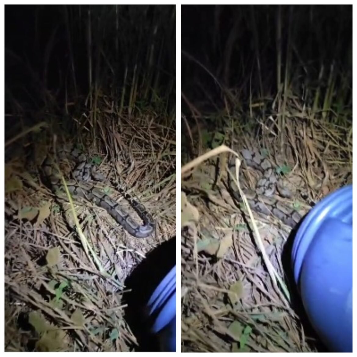 jiboia-e-capturada-pelos-bombeiros-apos-atacar-galinhas-no-quintal-de-casa-em-januaria