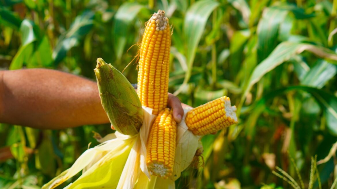 guerra-no-ira-derruba-em-mais-de-30%-exportacoes-brasileiras-ao-golfo-persico-|-g1