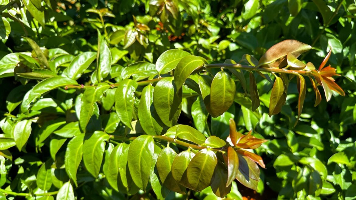 veja-dicas-para-cultivo-e-consumo-de-plantas-alimenticias-nao-convencionais-(pancs)-|-g1