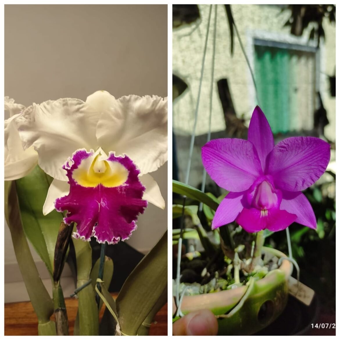 exposicao-de-orquideas-comeca-nesta-sexta-feira-em-montes-claros-e-reune-mais-de-duas-mil-especies