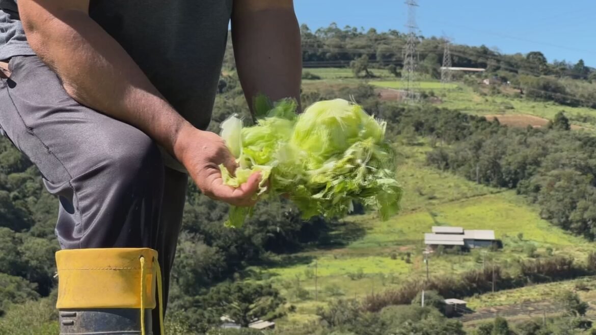 chuva-destroi-plantacoes-e-deixa-20-familias-desalojadas-em-piedade-|-g1