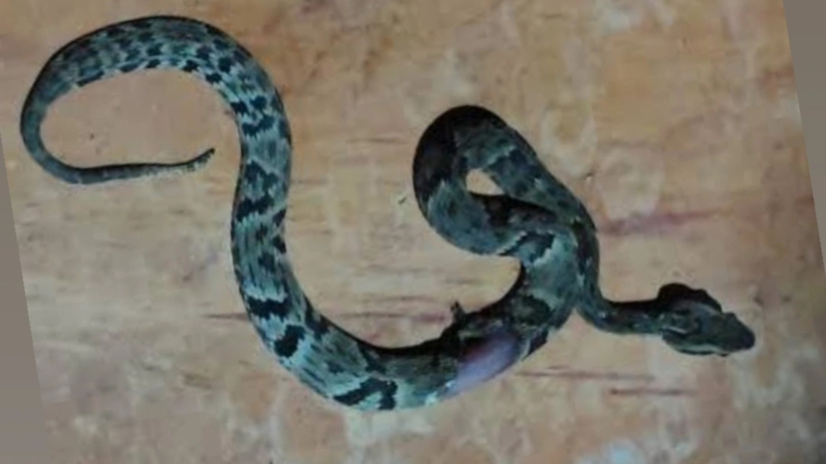 crianca-de-11-anos-e-salva-pela-pm-apos-picada-de-jararaca-em-capelinha