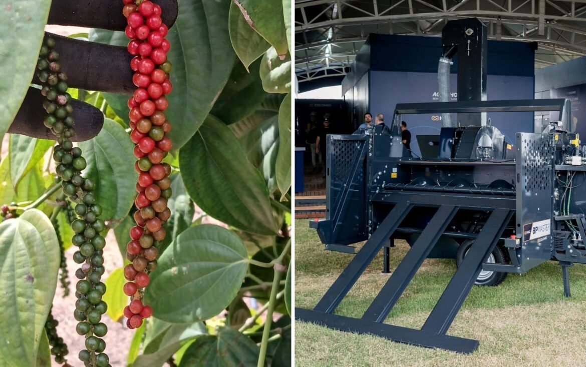 colheita-de-pimenta-do-reino:-nova-maquina-reduz-custos-em-50%-|-g1