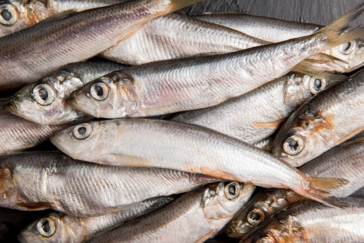 anvisa-manda-recolher-sardinha-congelada-por-contaminacao-por-salmonella;-veja-lote-afetado