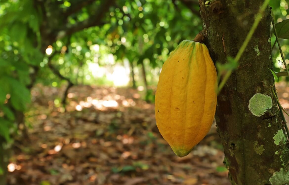 veja-dicas-para-o-cultivo-e-poda-do-cacau-|-g1