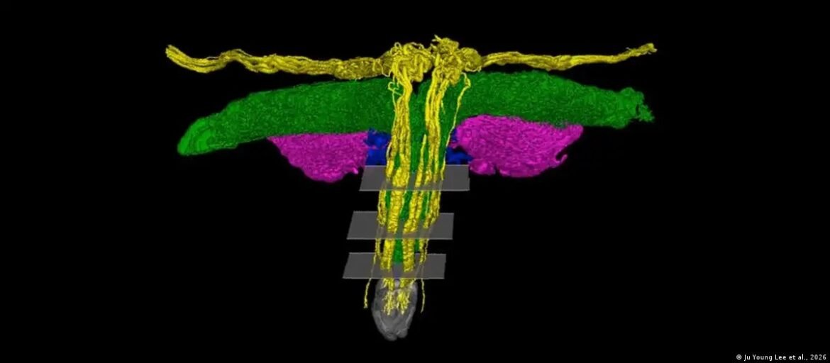 modelo-3d-revela-complexa-rede-de-nervos-do-clitoris