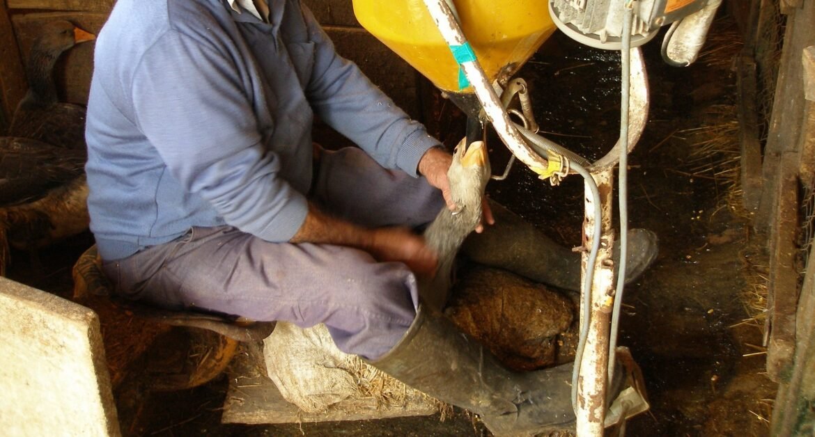 producao-e-venda-de-foie-gras-podem-passar-a-ser-consideradas-maus-tratos-a-animais-no-brasil;-entenda-|-g1