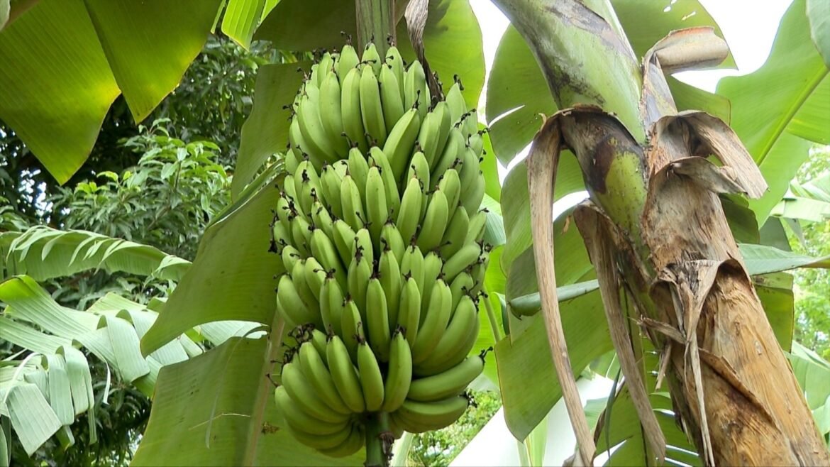 conheca-banana-importada-que-produz-frutos-mais-doces-e-cachos-maiores-|-g1