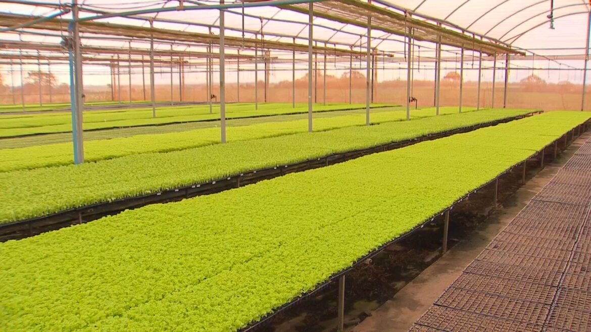 tecnologia-e-gestao-transformam-agro-no-noroeste-paulista-|-g1