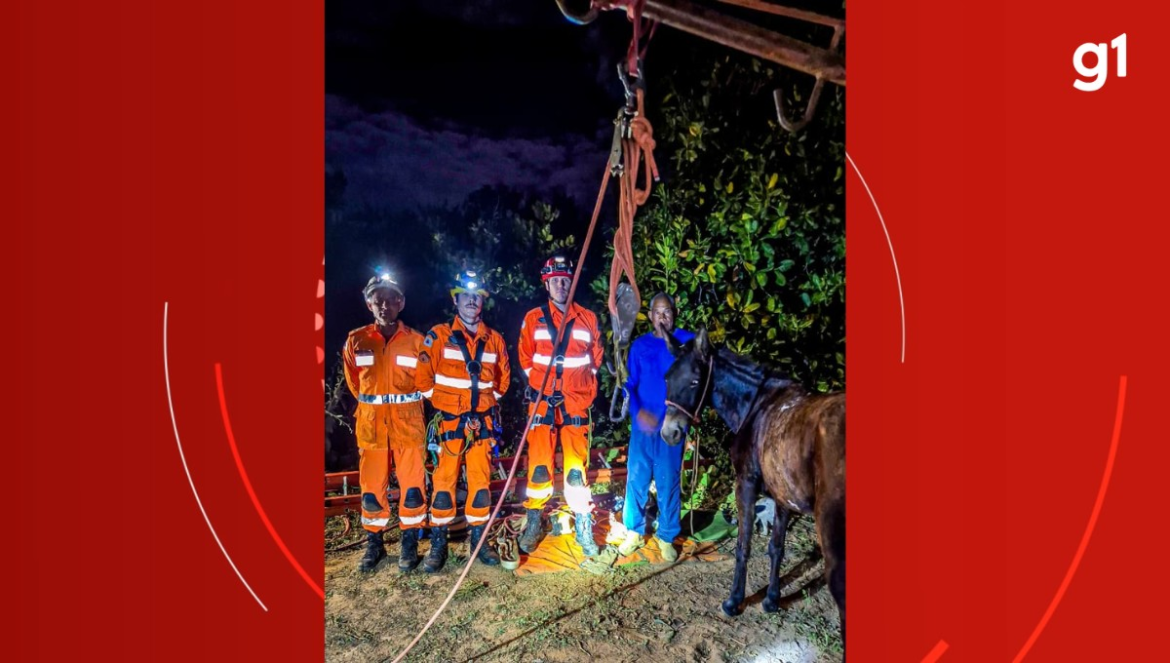mula-cai-em-cisterna-desativada-e-e-resgatada-pelos-bombeiros-na-zona-rural-de-sao-francisco