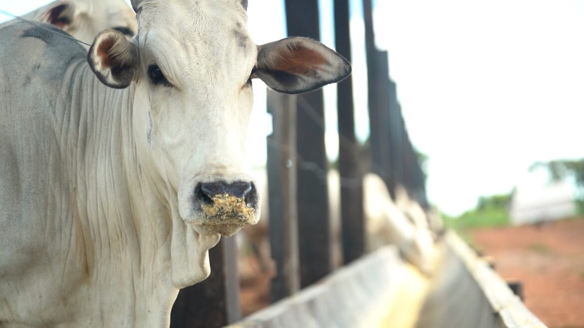 exportacao-de-carne-bovina-do-brasil-pode-cair-10%-em-2026-com-restricao-da-china,-diz-abiec-|-g1