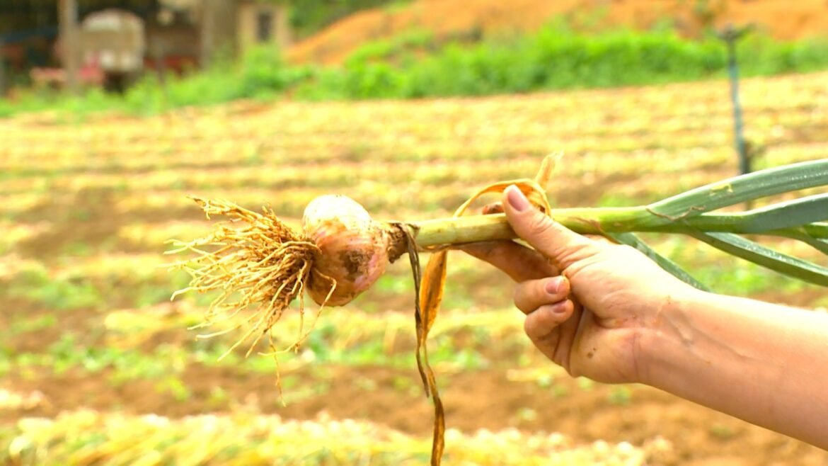 crise-do-alho:-preco-baixo-dos-importados-faz-agricultores-brasileiros-jogarem-producao-no-lixo-|-g1
