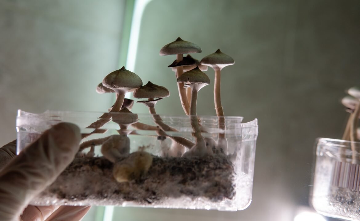 cogumelos-alucinogenos:-dose-unica-de-psilocibina-altera-o-cerebro-por-ate-um-mes-e-traz-maior-bem-estar,-diz-estudo