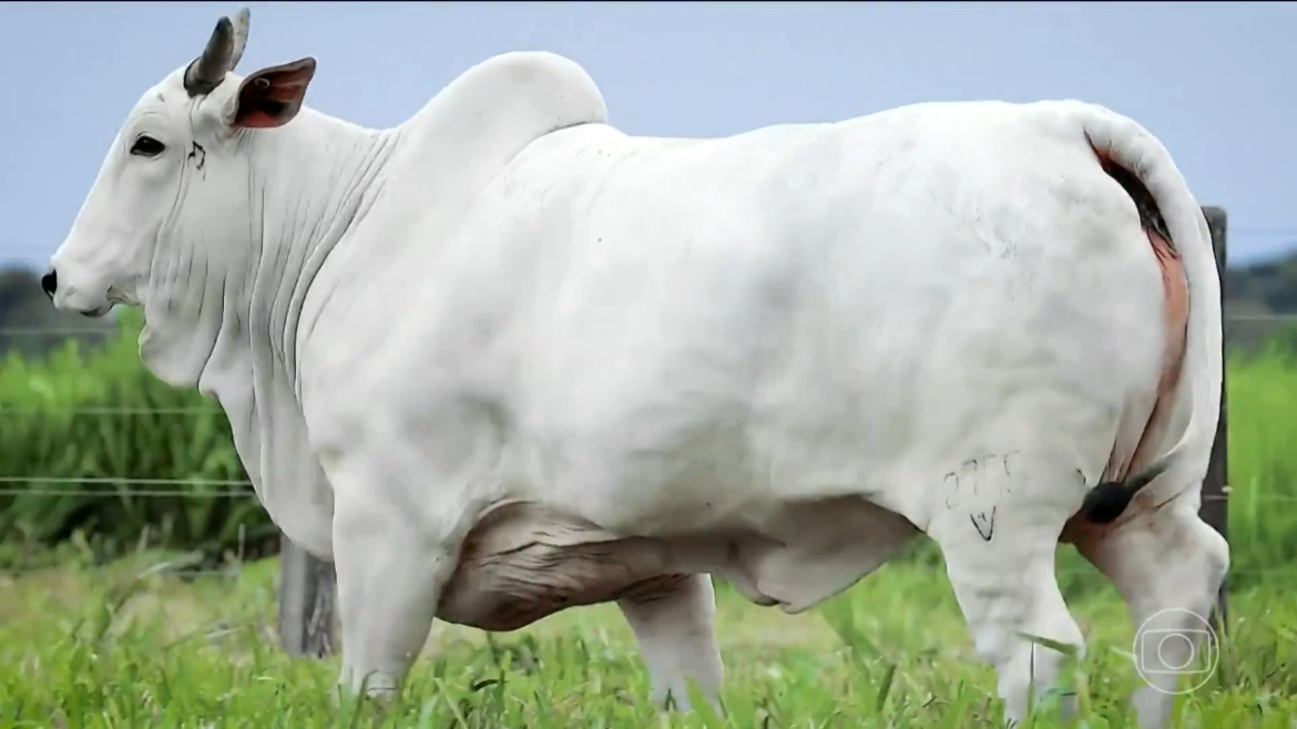 vaca-no-mt-produz-12-vezes-mais-celulas-reprodutivas-que-femea-comum-|-g1