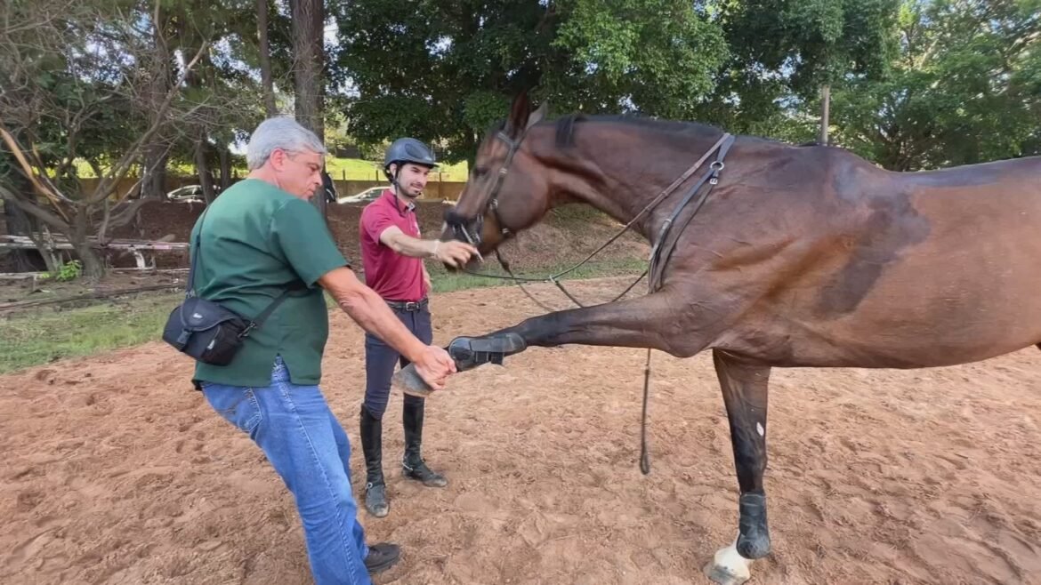 cavalo-atleta-volta-a-treinar-apos-cirurgia-inedita-na-medula-|-g1
