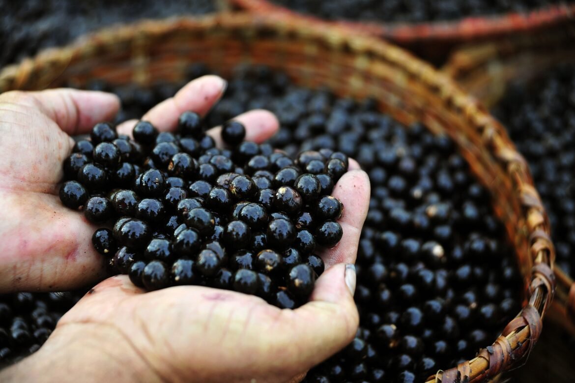 estudo-comprova-efeito-neuroprotetor-do-acai-em-cerebros-adolescentes
