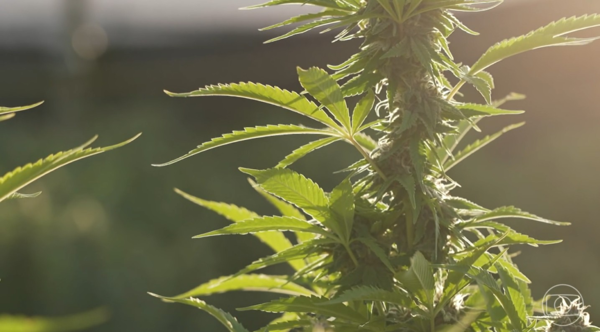 anvisa-reduz-burocracia-para-prescricao-de-cannabis-medicinal-e-libera-cultivo-para-exportacao