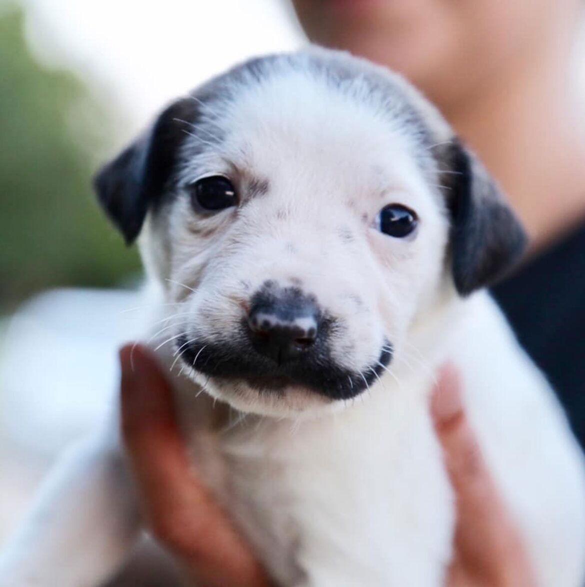 cachorrinha-‘sosia’-de-salvador-dali-vira-garota-propaganda-de-adocao