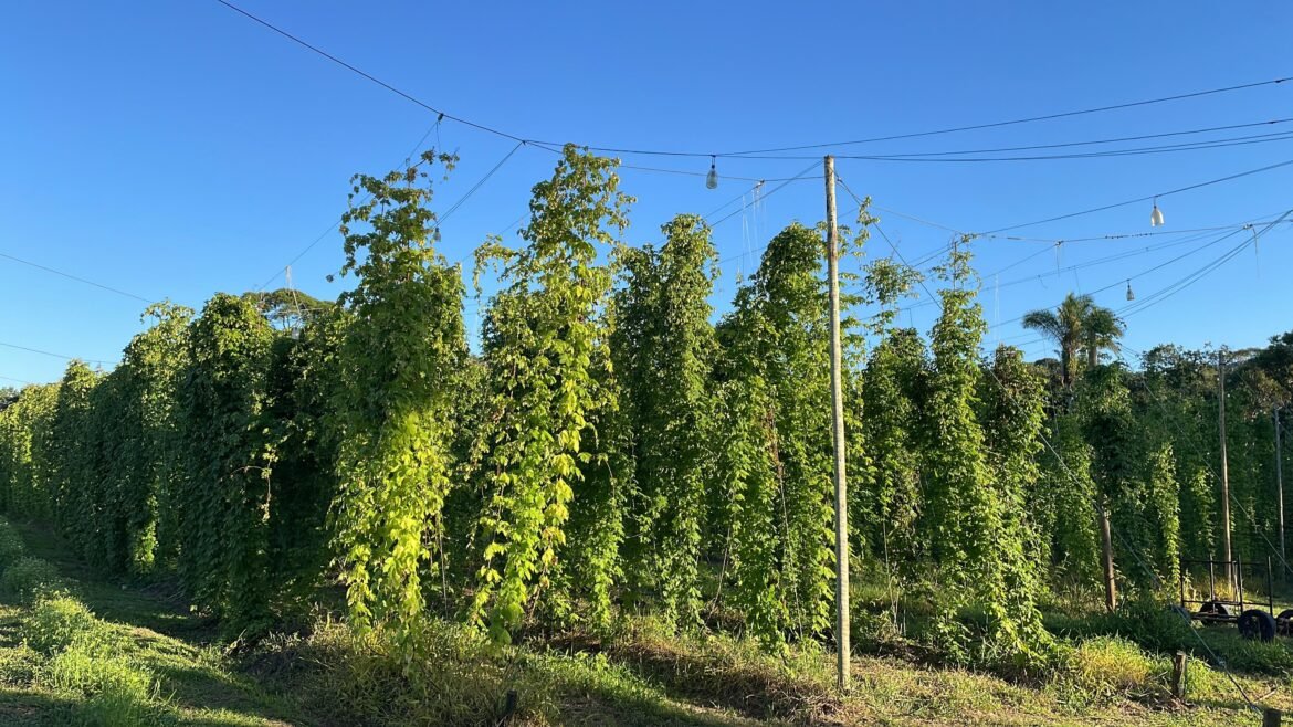como-cultivar-o-lupulo,-planta-usada-na-producao-de-cerveja-|-g1