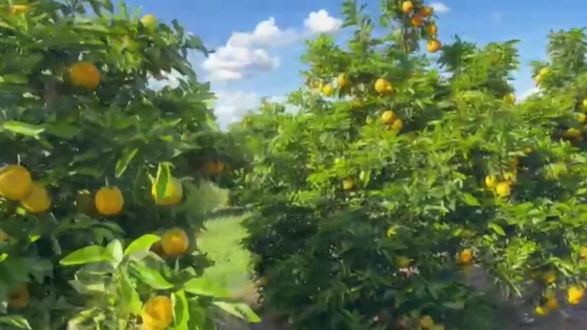 videos:-inter-tv-rural-deste-domingo,-10-de-maio-de-2026