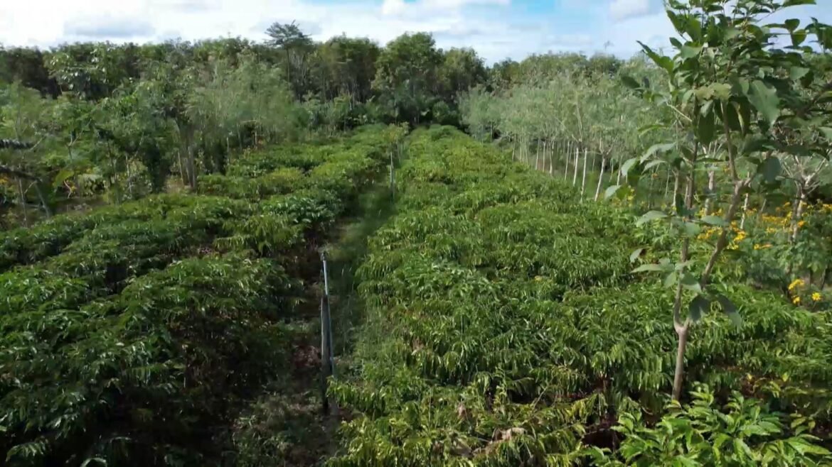 cafe-agroecologico-ganha-espaco-com-producao-sustentavel-e-mais-sabor-|-g1