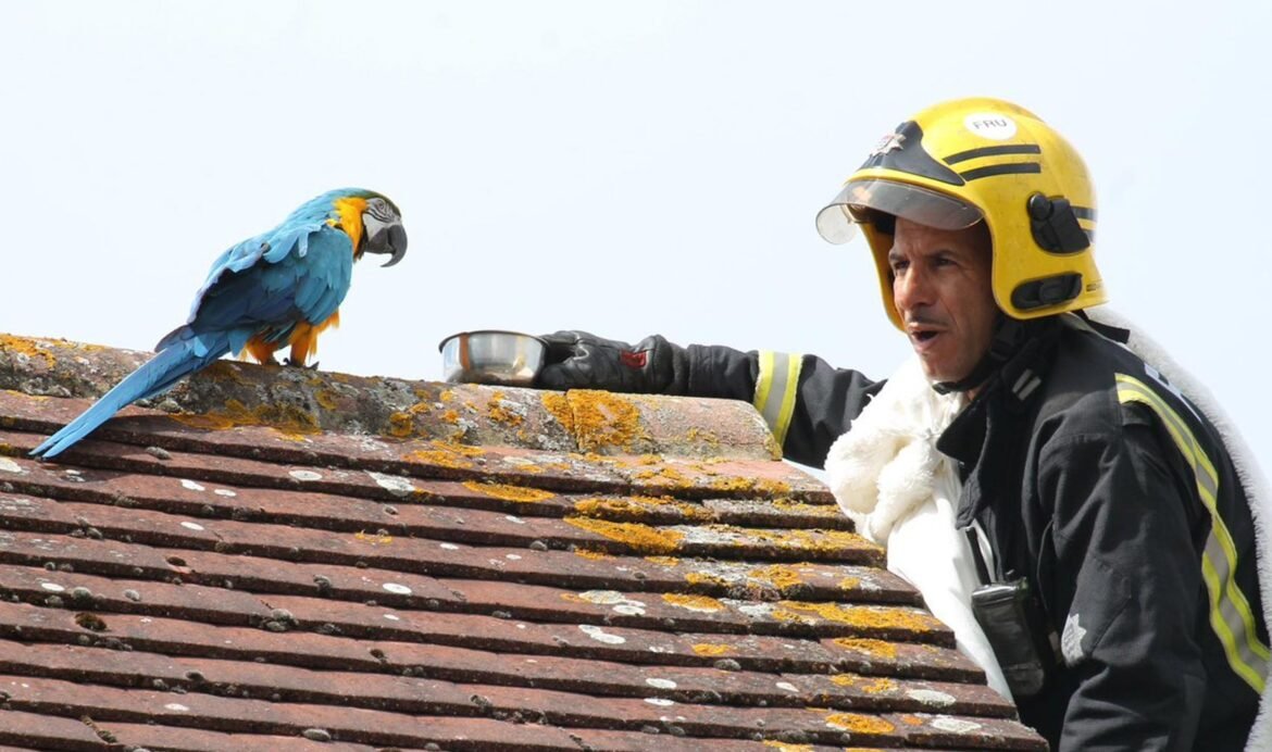 bombeiros-resgatam-papagaia-‘boca-suja’-em-londres