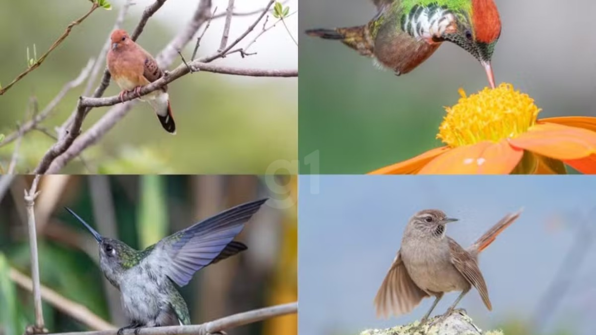 exposicao-‘beleza-alada’-reune-fotos-de-aves-raras-no-museu-regional-de-montes-claros