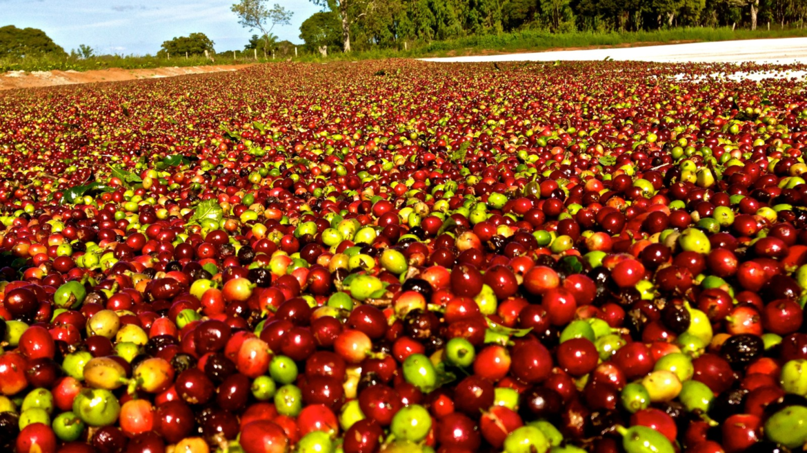 exportacoes-globais-de-cafe-crescem,-mas-embarques-do-brasil-recuam-16,8%-|-g1