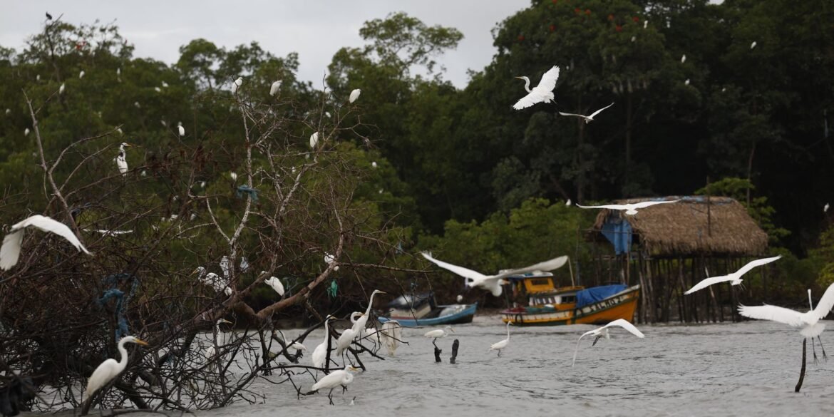 amazonia-soberana:-programa-vai-combater-crimes-em-areas-de-fronteira