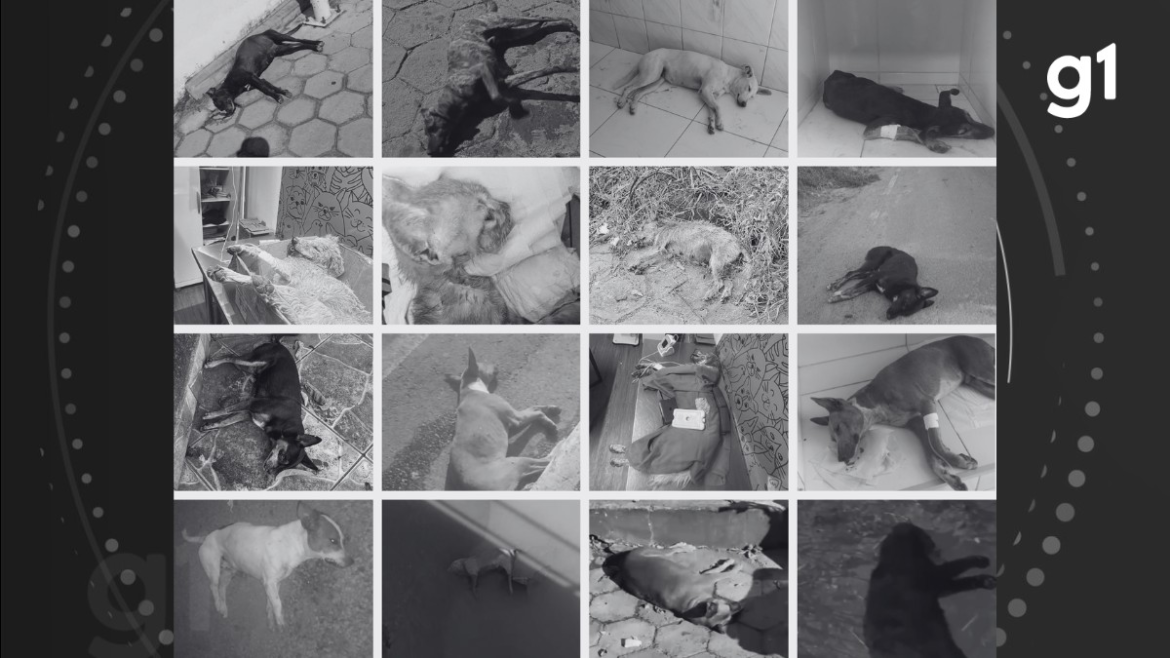 policia-civil-abre-inquerito-para-investigar-morte-de-mais-de-50-caes-e-gatos-em-salinas