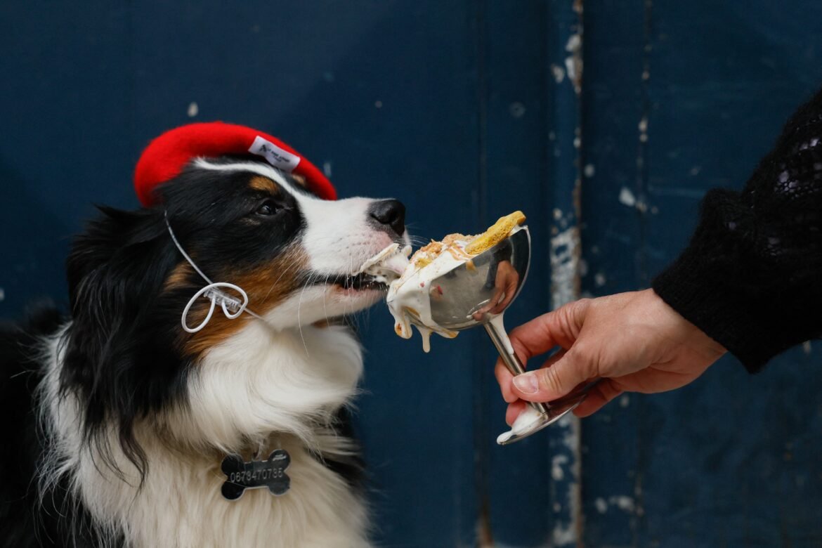 croissant-para-cachorro?-mercado-pet-avanca-no-luxo,-com-cafes-exclusivos-e-doces-gourmet-de-ate-r$-30-|-g1