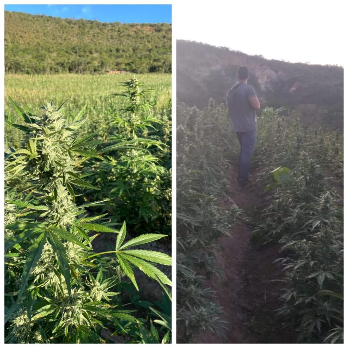 plantacao-com-cerca-de-30-mil-pes-de-maconha-e-descoberta-durante-buscas-por-vitimas-de-sequestro-em-mg