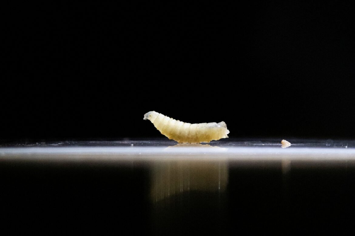 larva-que-come-animais-vivos-e-pode-matar-gera-alerta-nos-eua-|-g1