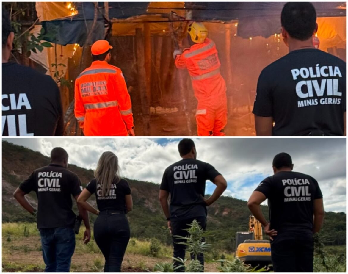 plantacao-com-cerca-de-30-mil-pes-de-maconha-e-destruida-pela-policia-civil-no-vale-do-jequitinhonha