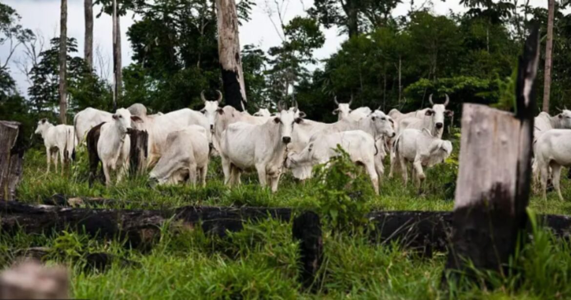 o-que-os-eua-dizem-sobre-o-trabalho-forcado-na-pecuaria-brasileira-|-g1
