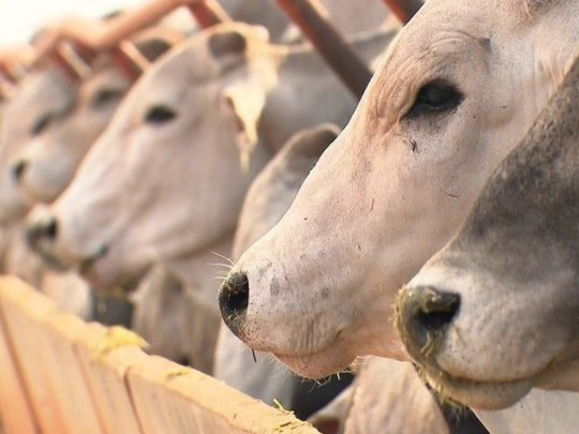 entenda-a-polemica-sobre-o-uso-de-antibioticos-na-producao-de-carnes-|-g1