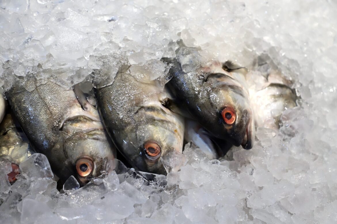 ue-avalia-reabrir-seu-mercado-para-pescados-brasileiros-|-g1