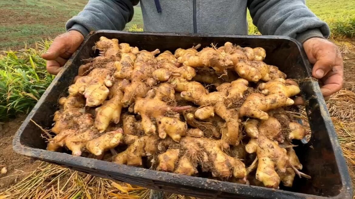 como-cultivar-gengibre-|-g1