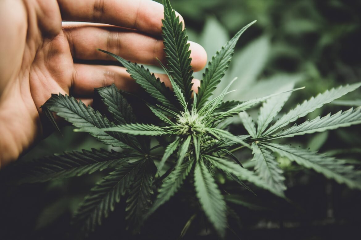 cannabis-pode-elevar-testosterona-e-outros-hormonios-em-homens-jovens,-sugere-estudo
