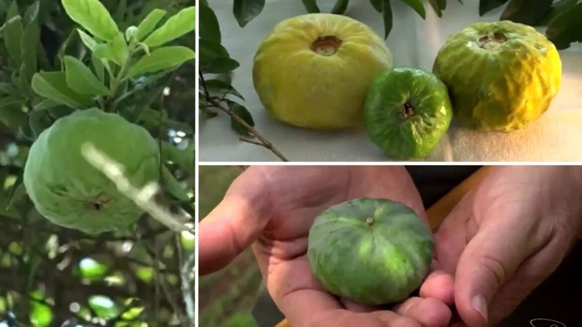 gabiroba-gigante:-conheca-fruta-da-mata-atlantica-rica-em-vitamina-c-|-g1