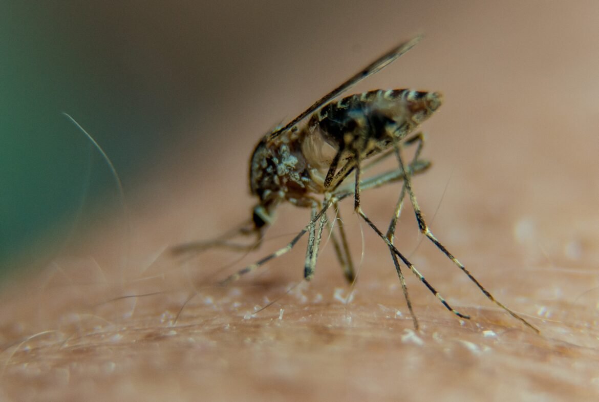 por-que-os-mosquitos-picam-mais-algumas-pessoas-do-que-outras?