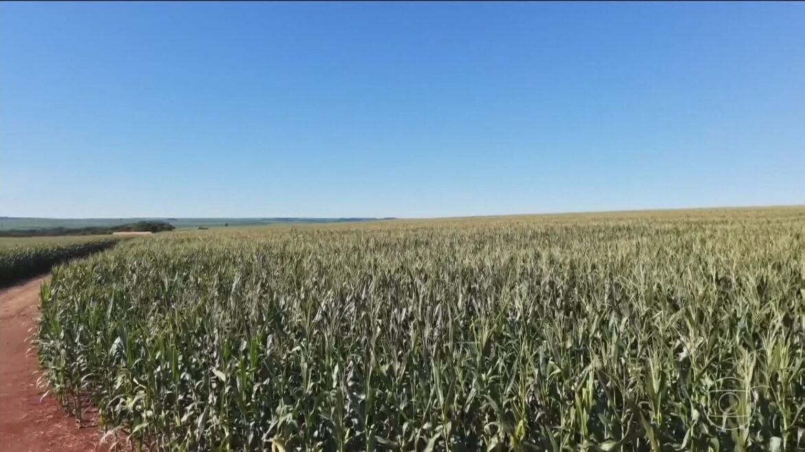 por-que-um-el-nino-intenso-deixa-safras-tropicais-vulneraveis-|-g1