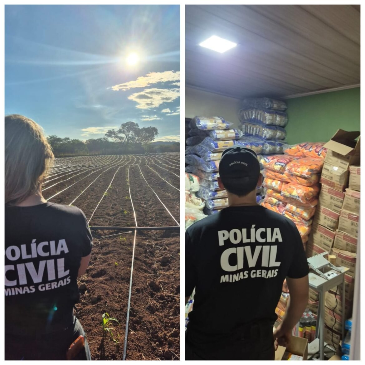 policia-civil-encontra-plantio-de-maconha-e-materiais-usados-no-cultivo-da-droga-em-fazenda-no-noroeste-de-minas