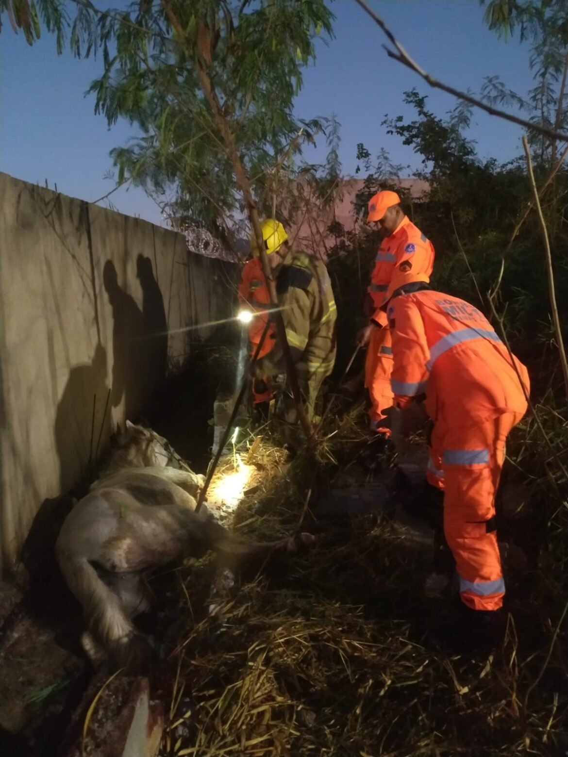 cavalo-e-resgatado-ao-ficar-preso-entre-muro-e-vala-de-escoamento-de-agua-em-montes-claros